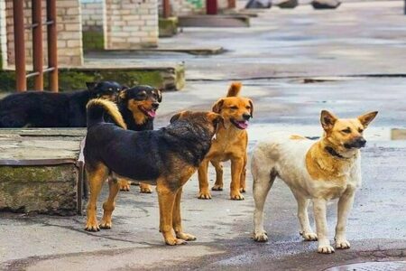 ساماندهی سگ‌های ولگرد در رفسنجان ادامه دارد/ لزوم پرهیز از غذا دادن به حیوانات