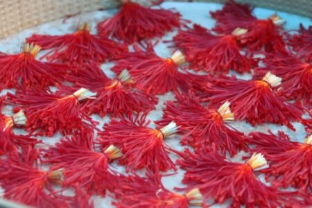شیفت شب: جشنواره زعفران در رفسنجان برگزار شد/ تقاضای رسیدگی به منطقه محروم راویز