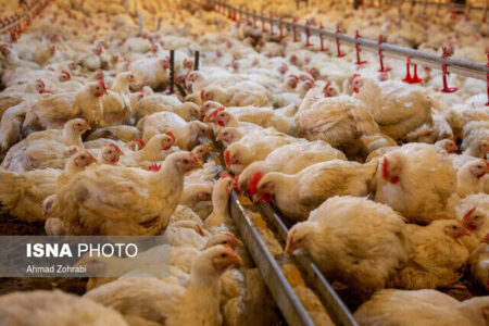 فعالیت بیش از ۱۶۰ واحد پرورش مرغ در رفسنجان/ لزوم مراقبت در برابر بیماری‌های تنفسی طیور