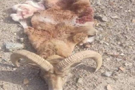 تخلف شکار غیرمجاز در منطقه حفاظت‌شده سعدی