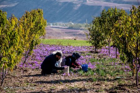 پیش‌بینی برداشت ۲ تن زعفران از مزارع زرند