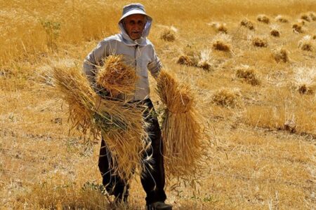 گندم‌کاران جنوب کرمان برای ثبت کشت قراردادی با تعاون روستایی اقدام کنند
