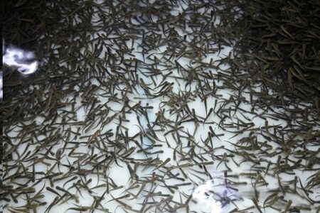 ۱۵ هزار بچه ماهی قزل آلا در جنوب کرمان توزیع شد