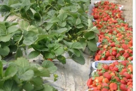 پیش‌بینی برداشت ۱۰ هزار تن توت فرنگی نوبرانه در جنوب کرمان 