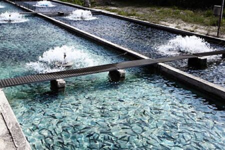 افتتاح طرح پرورش ماهی از محل تسهیلات بسیج سازندگی در فاریاب