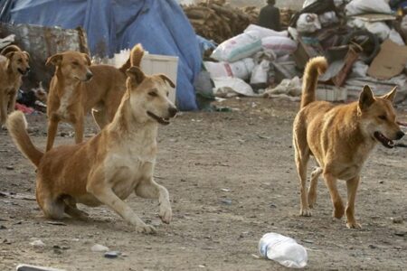معضل «سگ‌های ولگرد» زنگ خطر شیوع بیماری در حیوانات اهلی را به صدا درآورد