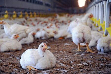 افزایش تولید مرغ در رفسنجان/ برنامه‌ریزی برای یک میلیون قطعه جوجه‌ریزی