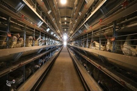 استان کرمان تا سال ۱۴۰۵ در تولید مرغ گوشتی خودکفا می‌شود