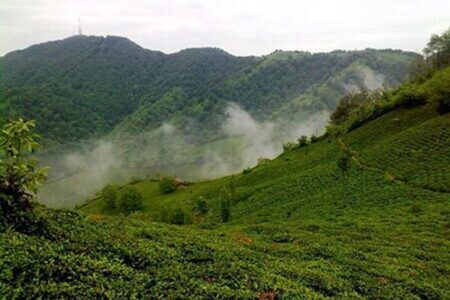 منطقه ییلاقی لیلاکوه مسیری محصور در باغات چای و مرکبات شهرستان لنگرود