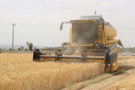 آغاز برداشت اولین خوشه‌های طلایی گندم  کشور در جنوب کرمان، الگوی موفق جهش تولید