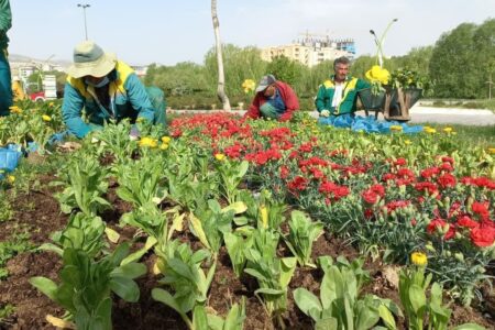 کاشت گل‌های فصلی در سطح شهر کرمان آغاز شد