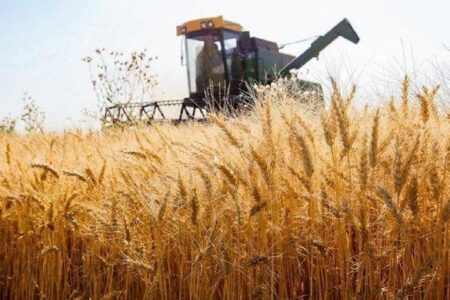 برداشت اولین خوشه‌های طلایی گندم کشور در جنوب کرمان آغاز شد