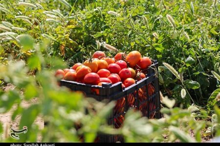 ارزش افزوده بخش کشاورزی در استان کرمان پایین است