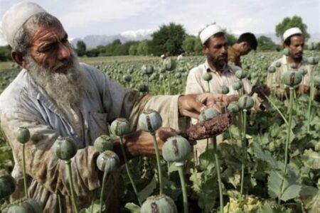 اظهارات مقامات افغانستانی صحت ندارد؛ کشت مواد مخدر در این کشور افزایش یافت