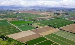 سنددار شدن ۱۱ هزار هکتار از اراضی کشاورزی رفسنجان در گام اول