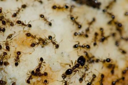 مورچه‌ها با کافئین به دام می‌افتند!