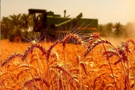 خبر خوب برای گندمکاران خوزستانی: پرداخت مطالبات به زودی انجام می‌شود