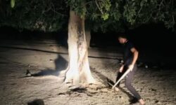 تلاش شبانه برای نجات درخت کسور کهنسال منطقه دلفارد جیرفت