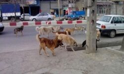 کنترل جمعیت سگ‌های ولگرد در اولویت اقدامات شهرداری‌ کرمان باشد