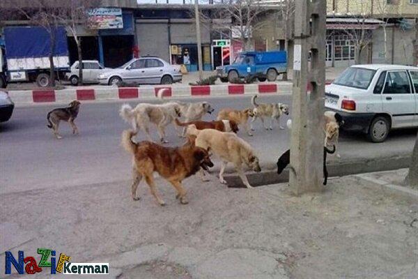 کنترل جمعیت سگ‌های ولگرد در اولویت اقدامات شهرداری‌ کرمان باشد