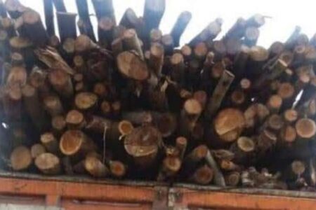 توقیف ۳ تن چوب فاقد مجوز در راور