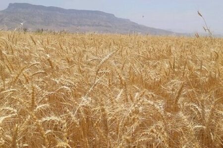 خرید تضمینی ۵۴۰۰ تن جو از کشاورزان استان قزوین 