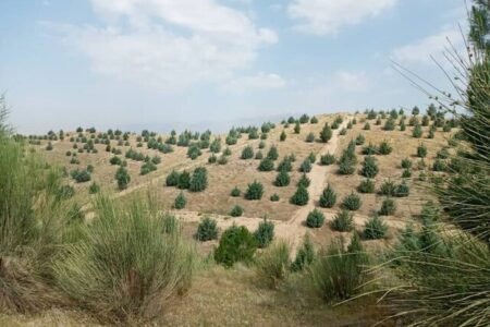 تولید ۱۱۶ میلیون اصله نهال در فازم دوم طرح کاشت یک میلیارد درخت