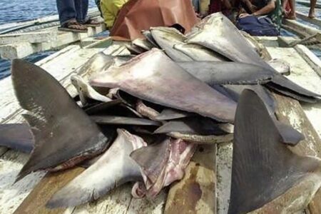 مرگ سالانه ۱۰۰ میلیون کوسه در اثر ماهیگیری‌های غیرقانونی