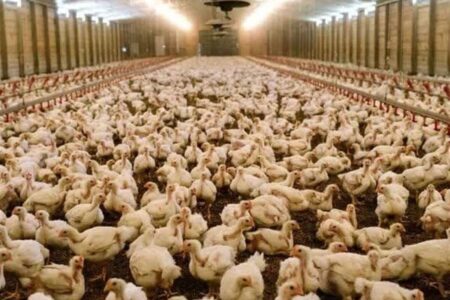 تثبیت و پایداری تولید مرغ کشور تا پایان سال