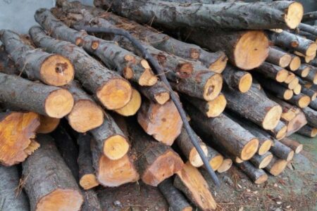 کشف ۳ تن چوب جنگلي قاچاق در ساري