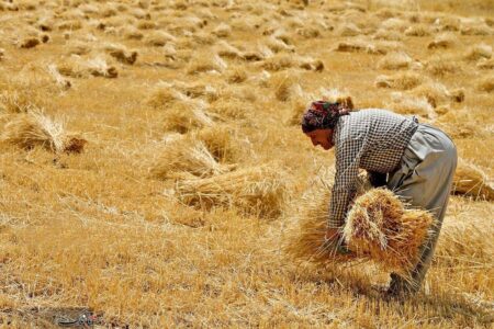 کشاورزان بخوانند؛ قیمت پیشنهادی خرید تضمینی گندم ۲۵ هزار تومان اعلام شد | اخبار اصلاحات