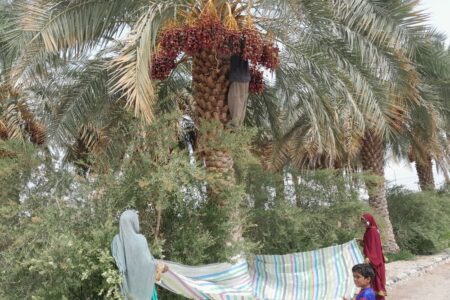 خرید توافقی خرما با قیمت پیشنهادی اتحادیه باغداران | اخبار کرمان و شهرستان ها