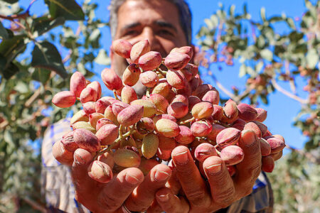 جشن ملی پسته پایان شهریورماه در رفسنجان برگزار می‌شود | اخبار اقتصادی کرمان