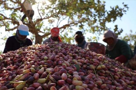 پیش‌بینی برداشت ۴۰ هزار تن پسته در رفسنجان | اخبار اقتصادی کرمان