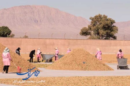 پیش‌بینی تولید ۳۰۰ هزار تن پسته در سال‌جاری | اخبار اقتصادی کرمان