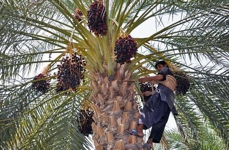 خسارت سنگین گرما و قطعی برق به کشاورزان خرما  | اخبار اقتصادی کرمان