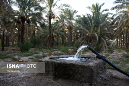 اصلاح مصرف آب در حوزۀ خرما و پسته ضروری است | اخبار اقتصادی کرمان