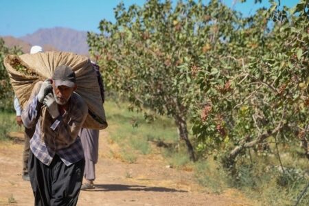 ۱۰۰ تن مغز سبز پسته از باغ‌های زرند برداشت می‌شود | اخبار اقتصادی کرمان