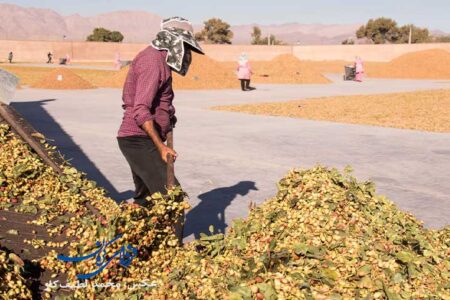 کمپین‌ «پسته را ارزان نمی‌فروشیم» برای صنعت پسته خطرناک است | اخبار اقتصادی کرمان