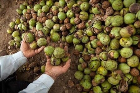 تبر آفت بر ریشه اقتصاد تک‌محصولی رابر | اخبار استان کرمان