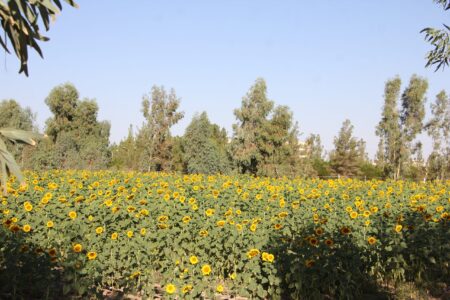 نذیر کرمان گزارش میدهد؛کاشت آفتابگردان آجیلی در مزرعه دانشگاه ولی عصر(عج) رفسنجان  | اخبار رفسنجان