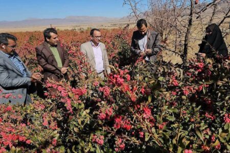 آغاز برداشت زرشک در زرند | خبر کرمان