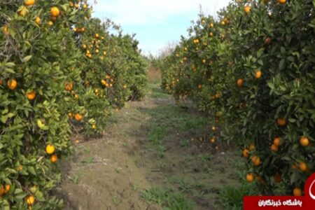 آغاز برداشت مرکبات از ۳۳ هزار هکتار باغات جنوب کرمان | خبر کرمان