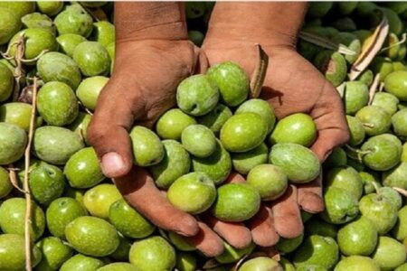 برگزاری دومین جشنواره‌ی زیتون بهاءآباد | خبر کرمان