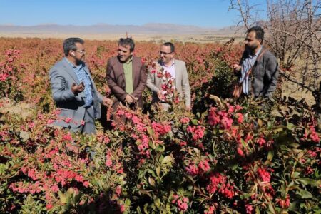 مقام نخست شهرستان زرند در تولید زرشک استان کرمان | خبر کرمان