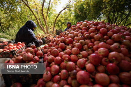 پیش‌بینی برداشت ۱۸۰۰ تن انار در شهرستان راور | اخبار کرمان و شهرستان ها