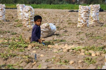 اطلاعات کشاورزان در آمارگیری سرشماری محرمانه می‌ماند