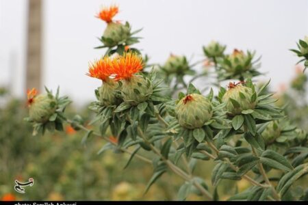 سامانه هوش مصنوعی گیاهبان در استان کرمان رونمایی شد