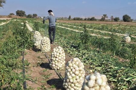 آغاز برداشت پیاز از مزارع شهرستان عنبراباد