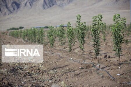 محکومان جرایم غیرعمد کرمان به جای تحمل حبس درخت می‌کارند | خبر کرمان